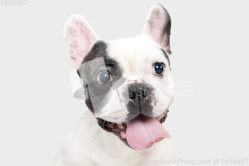 Image of French Bulldog young dog is posing. Cute playful white-black doggy or pet on white background. Concept of motion, action, movement.