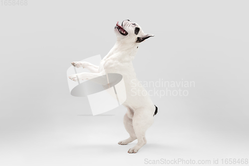 Image of French Bulldog young dog is posing. Cute playful white-black doggy or pet on white background. Concept of motion, action, movement.