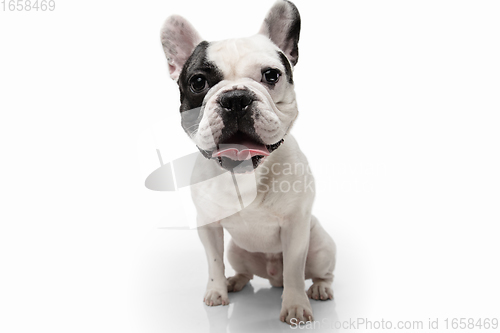 Image of French Bulldog young dog is posing. Cute playful white-black doggy or pet on white background. Concept of motion, action, movement.