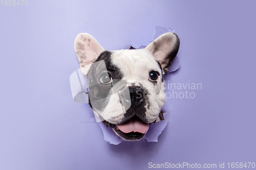 Image of French Bulldog young dog is posing. Cute playful white-black doggy or pet on purple background. Concept of motion, action, movement.