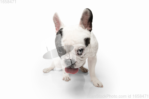 Image of French Bulldog young dog is posing. Cute playful white-black doggy or pet on white background. Concept of motion, action, movement.