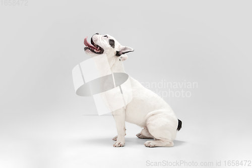 Image of French Bulldog young dog is posing. Cute playful white-black doggy or pet on white background. Concept of motion, action, movement.