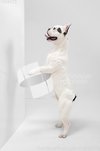 Image of French Bulldog young dog is posing. Cute playful white-black doggy or pet on white background. Concept of motion, action, movement.