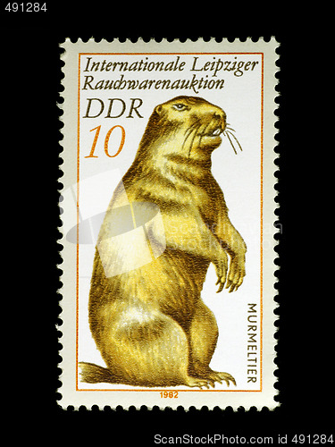 Image of Marmot on Stamp from East Germany