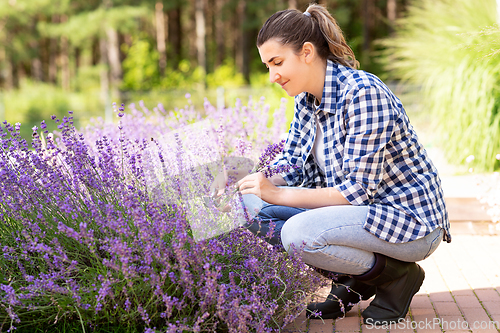 Image of woman with picking lavender flowers in garden