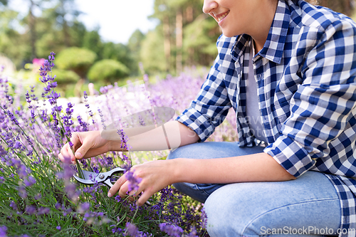 Image of woman with picking lavender flowers in garden