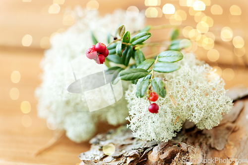 Image of close up of cowberry and reindeer lichen moss