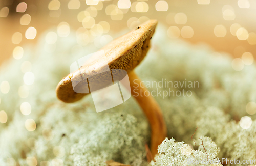 Image of suillus bovinus mushroom in reindeer lichen moss