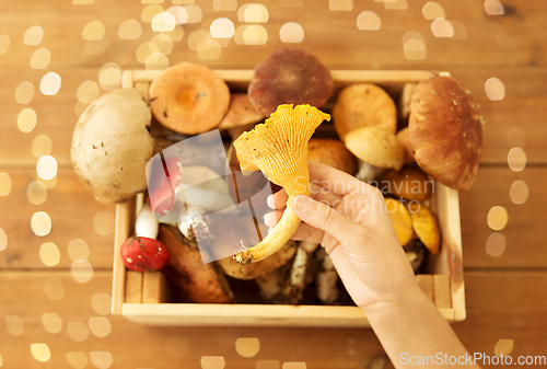 Image of hand holding chanterelle over box of mushrooms