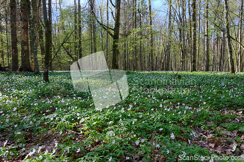 Image of Early spring forest with flowering anemone