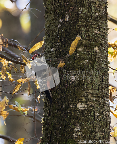 Image of Wwhite-backed woodpecker (Dendrocopos leucotos) in fall