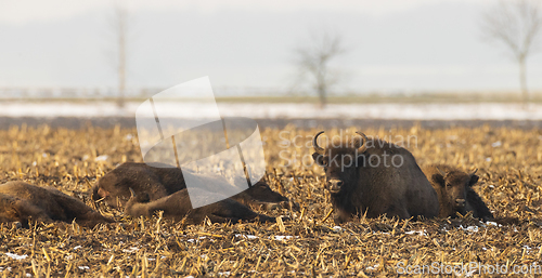 Image of European bison (Bison bonasus) herd