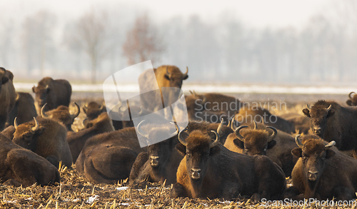 Image of European bison (Bison bonasus) herd