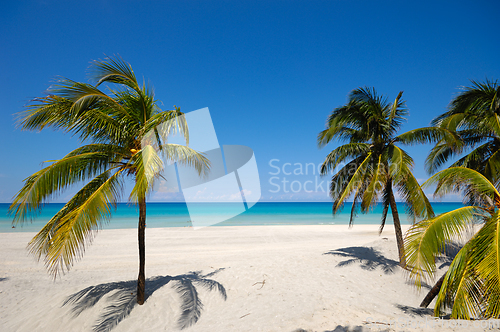 Image of Palms on exotic beach