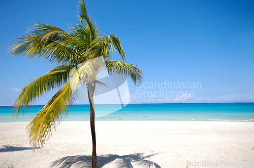 Image of Palm on exotic beach