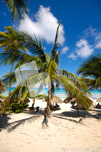 Image of Palms on exotic beach