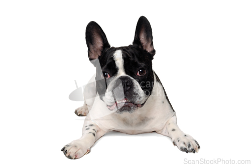 Image of Angry French bulldog dog 