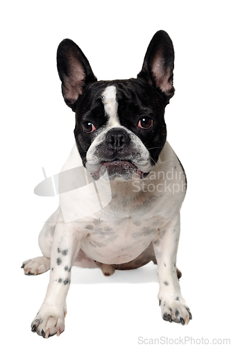 Image of Angry French bulldog dog 