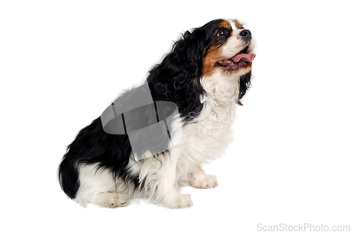 Image of Happy Cavalier King Charles Spaniel dog