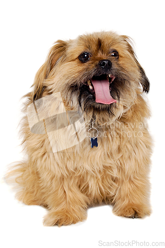 Image of Happy Shih Tzu dog 