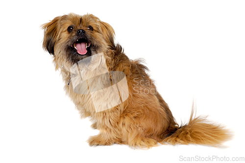 Image of Happy Shih Tzu dog