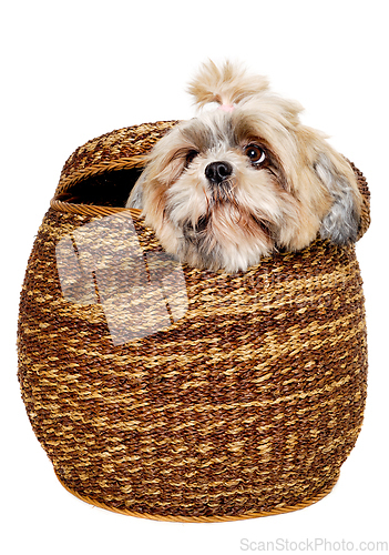 Image of Sad shih tzu dog in a basket on a clean white background.