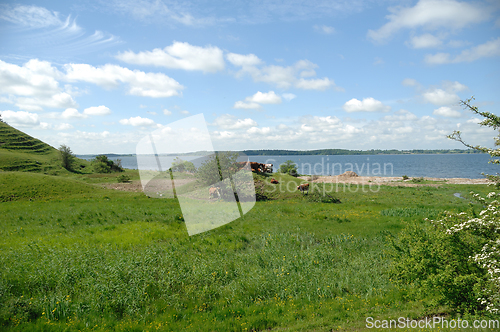 Image of Cows and green landscape