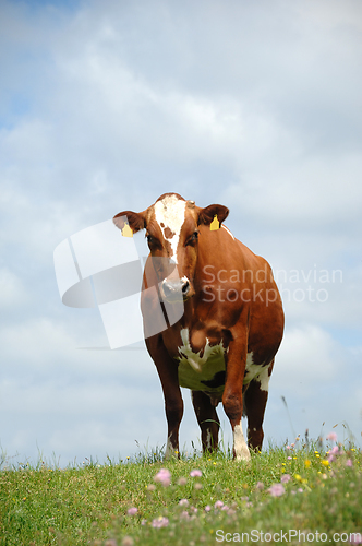 Image of Cow standing on green grass