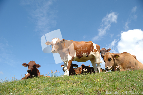 Image of Cows resting on green grass