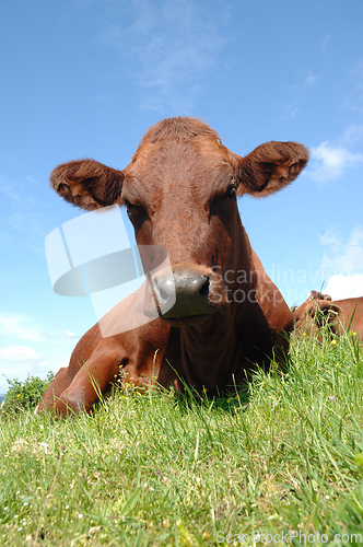 Image of Face of sad cow resting on green grass
