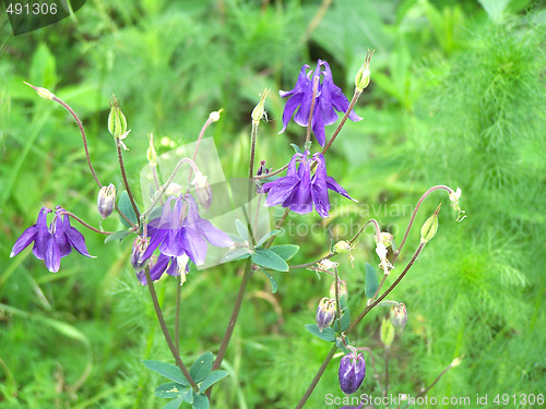 Image of Bluebells