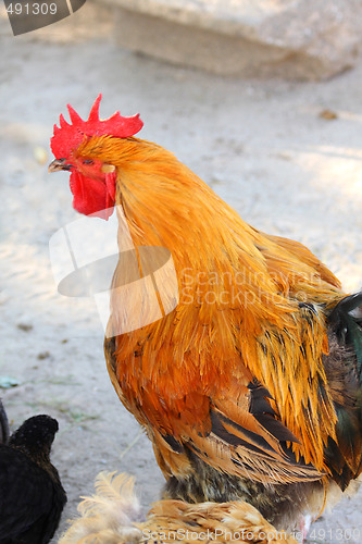 Image of Rooster
