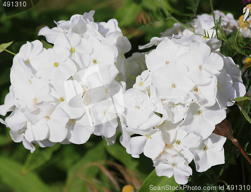 Image of White snowball flowers