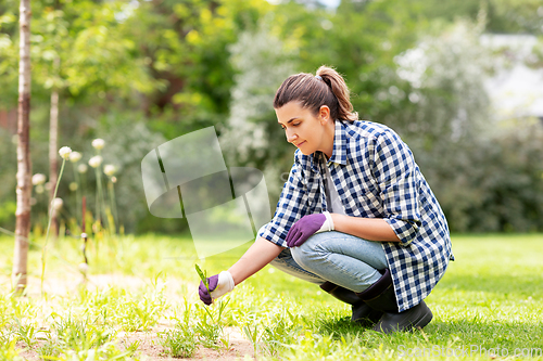 Image of woman weeding flowerbed at summer garden