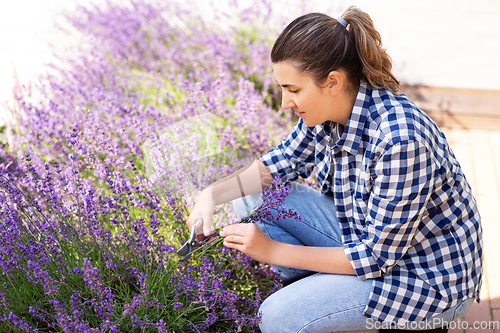 Image of woman with picking lavender flowers in garden