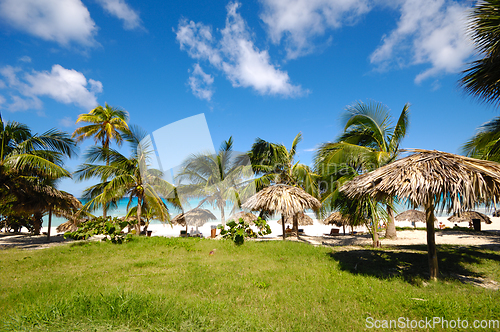 Image of Palms and parasols at exotic beach