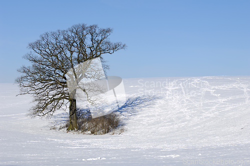 Image of Tree on hill at winter