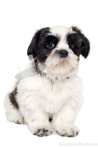 Image of Sad Shih Tzu dog