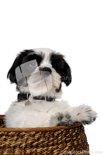 Image of Happy Shih Tzu dog playing in a basket