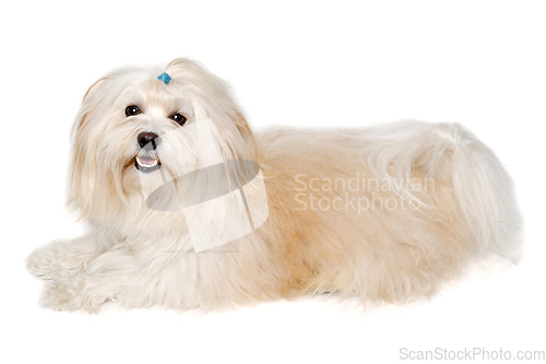 Image of Happe Coton De Tulear dog resting on a clean white background