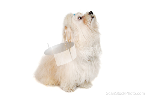 Image of Happe Coton De Tulear dog sitting on a clean white background