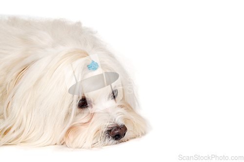 Image of Sad Coton De Tulear dog resting on a clean white background