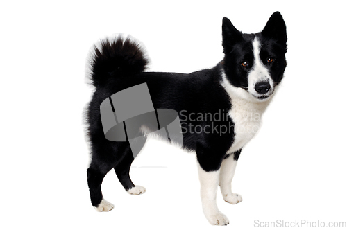 Image of Happy karelian bear dog sitting on a clean white background