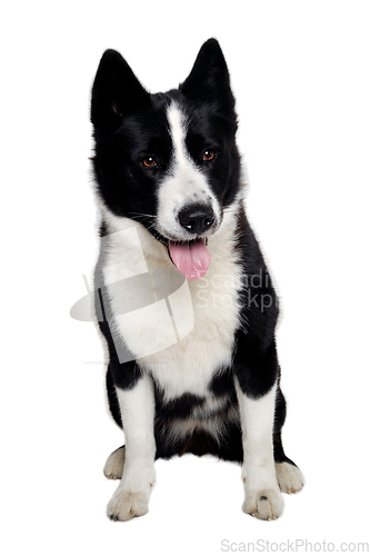 Image of Happy karelian bear dog sitting on a clean white background