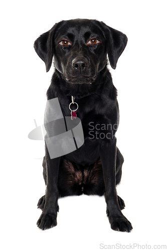 Image of therianthrope labrador retriever dog with human eyes