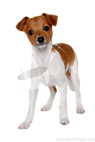 Image of Happy Jack Russell-terrier dog