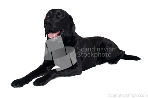 Image of Happy balck labrador retriever dog 