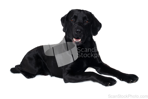 Image of Happy balck labrador retriever dog 