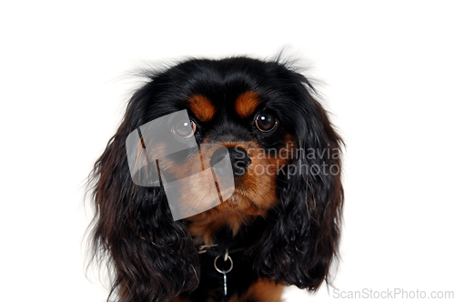 Image of Cavalier King Charles Spaniel face isolatet 