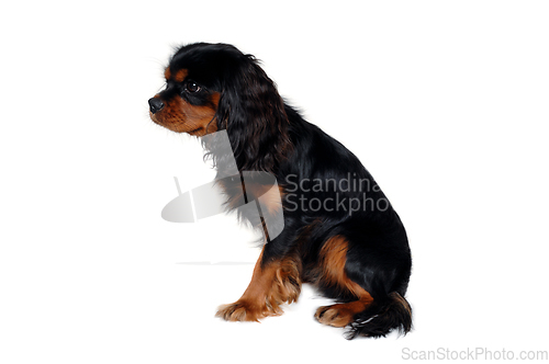 Image of Sad Cavalier King Charles Spaniel dog